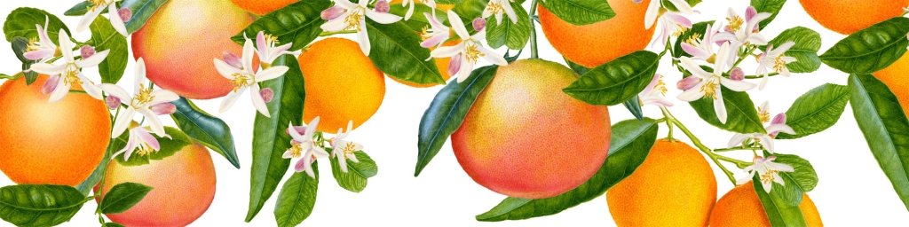 Carolyn-Jenkins-Darphin-Oranges